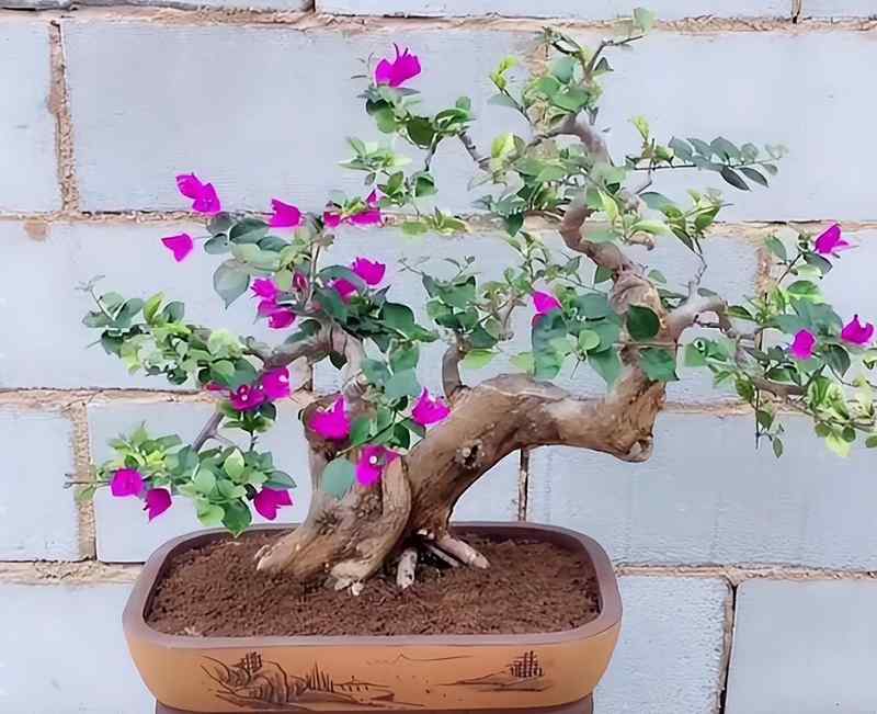 园艺爱好者:盆栽徒长逆袭的精密修剪方案 家电市场