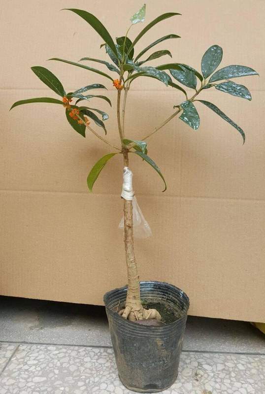 园艺爱好者:盆栽徒长逆袭的精密修剪方案 家电市场