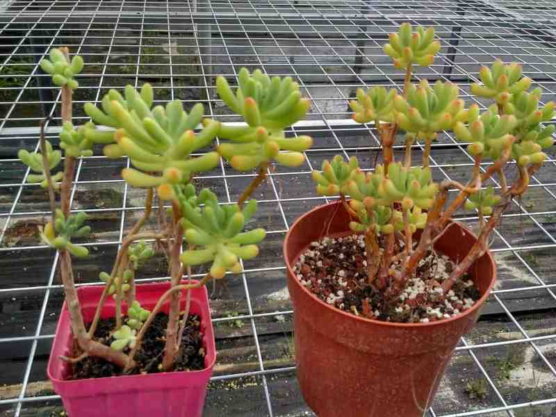 园艺爱好者:盆栽徒长逆袭的精密修剪方案 家电市场