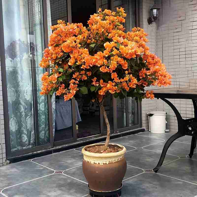 园艺爱好者:盆栽徒长逆袭的精密修剪方案 家电市场