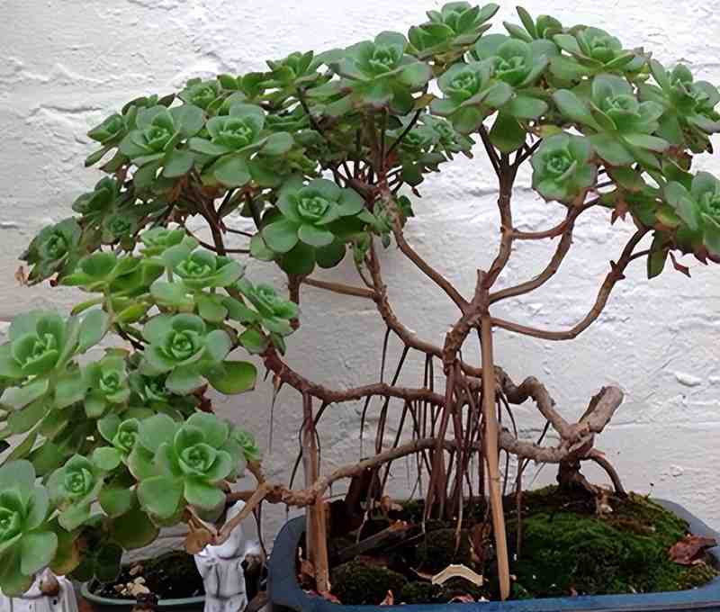 园艺爱好者:盆栽徒长逆袭的精密修剪方案 家电市场